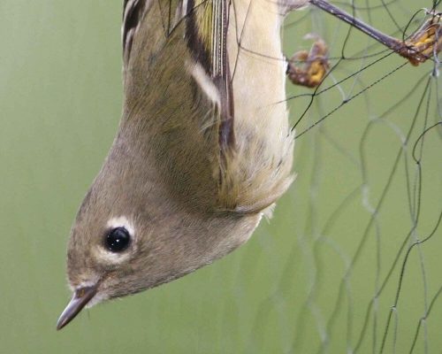 bird-net