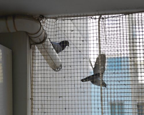 bird netting